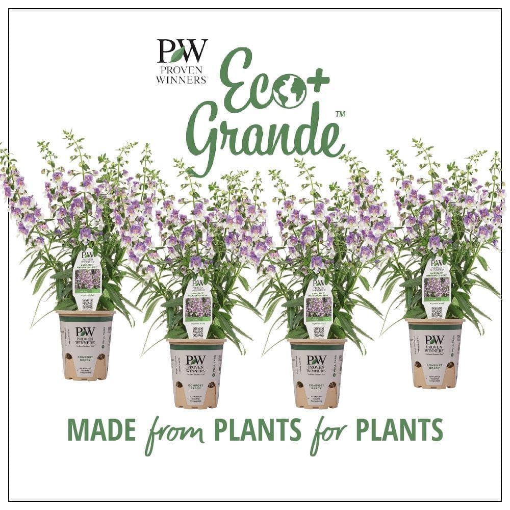 4.25 in. Eco+Grande Angelface Wedgwood Blue Summer Snapdragon (Angelonia) Live Plants, Lavender and White Flowers 4-Pack - Hercitys