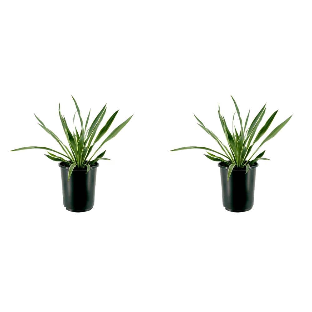 2.5 qt. Perennial Yucca Variegated (2-Pack) - Hercitys