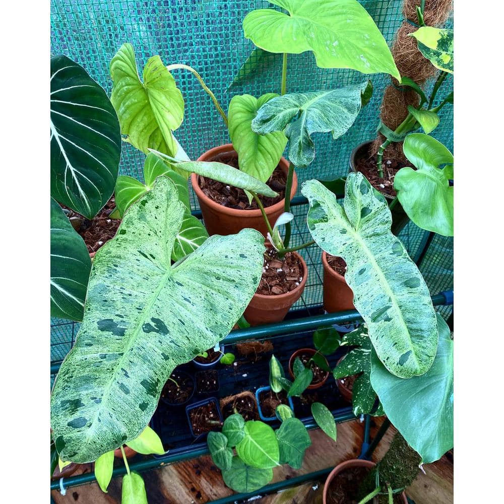 4.8 qt. Organic Soilless Indoor Plant Potting Mix Coconut Chips, Coco Coir, Perlite Soaked with Plant Food .10 .15 .12 - Hercitys