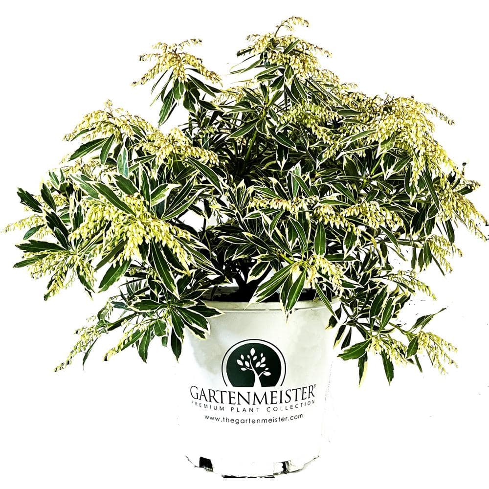 2 Gal. Flaming Silver Pieris Live Shrub with Bright Red Foliage - Hercitys