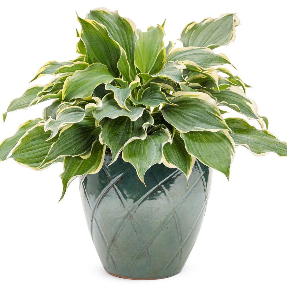 0.65 Gal. Shadowland Hope Springs Eternal Hosta (Hosta Hybrid) Live Perennial Plant with Blue and White Foliage - Hercitys
