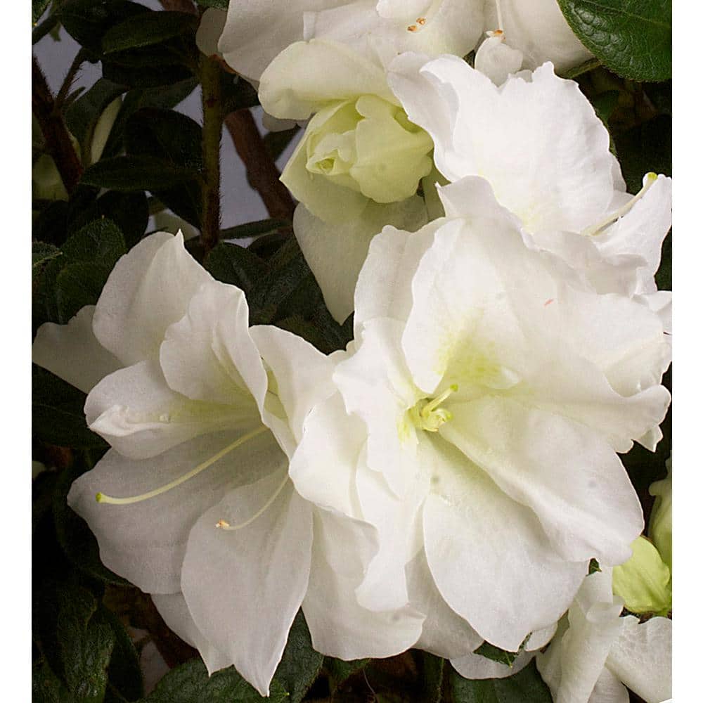 1 Gal. Autumn Moonlight – White Re-Blooming Compact Evergreen Shrubs - Hercitys