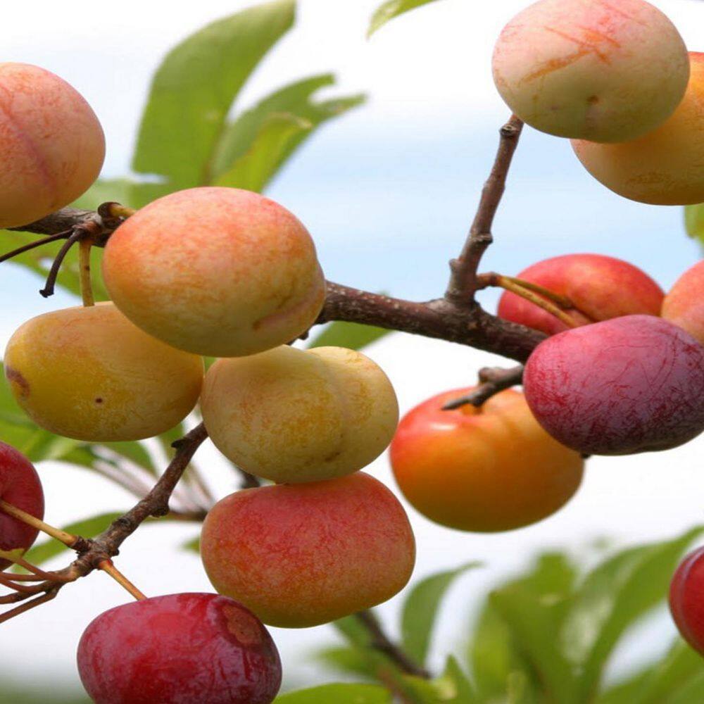 1 gal. Toka Deciduous Plum Tree - Hercitys