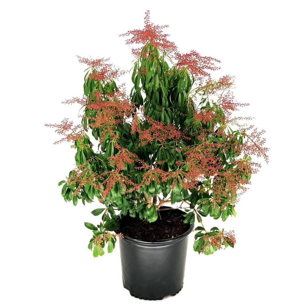 2.25 Gal Valley Rose Pieris (Pieris j. ‘Valley Rose’) Shrub With Pink Flowers 1-Each - Hercitys