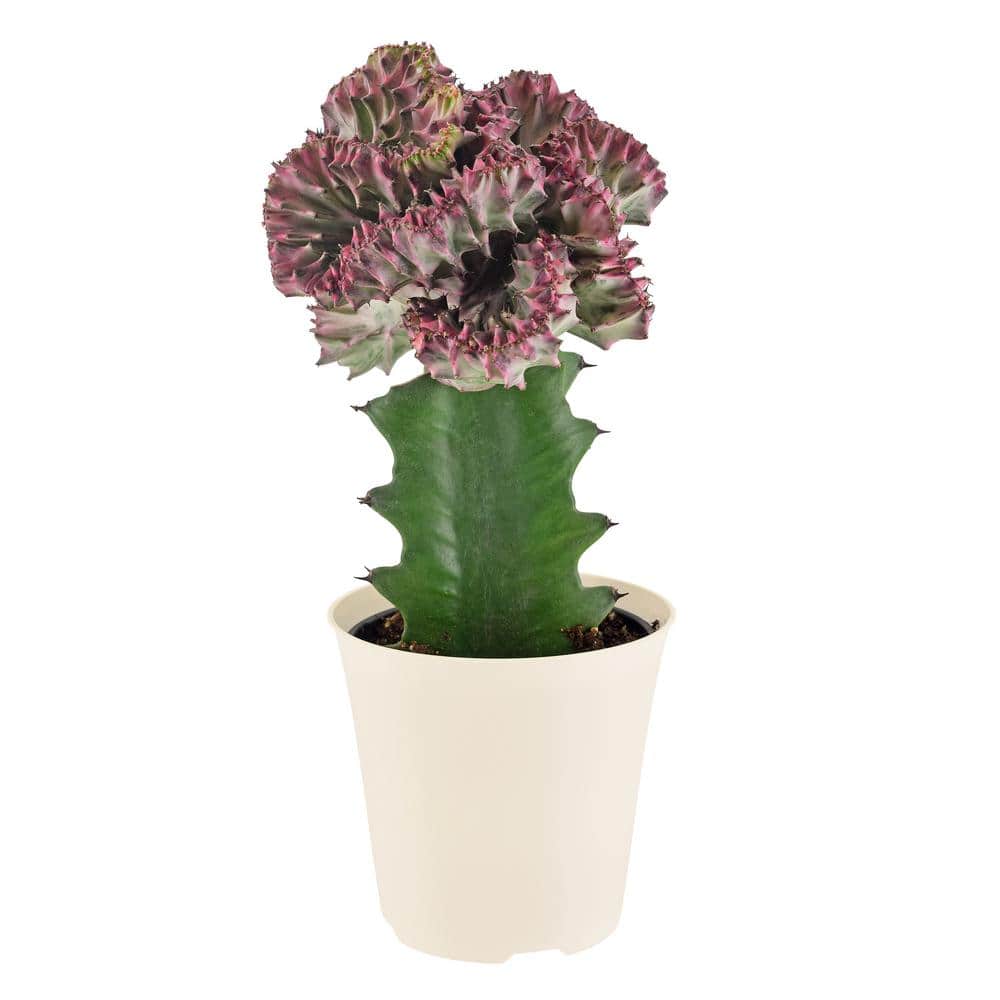 4 in. Light Purple Marmaid Tail Coral Cactus Live Indoor Plant in Beige Plastic Pot Cover - Hercitys