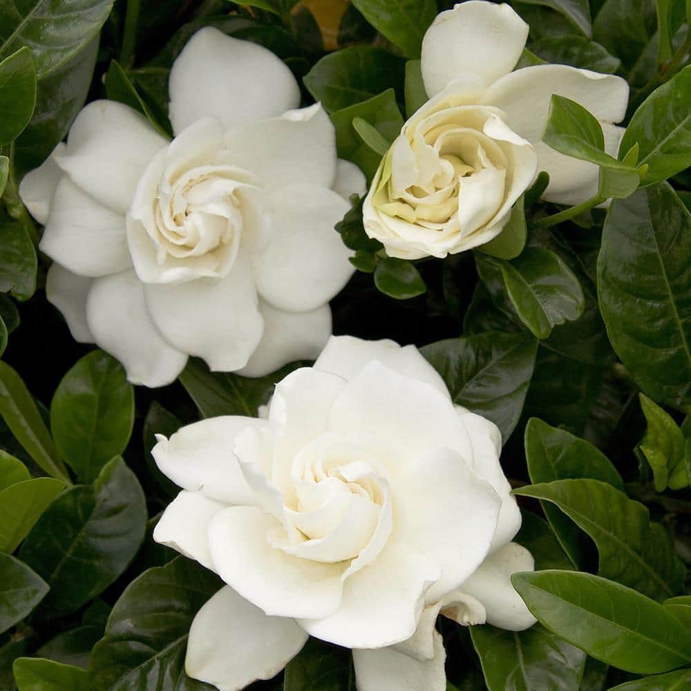 2.5 Qt. August Beauty Gardenia Shrub with Double White Flowers and Green Foliage - Hercitys