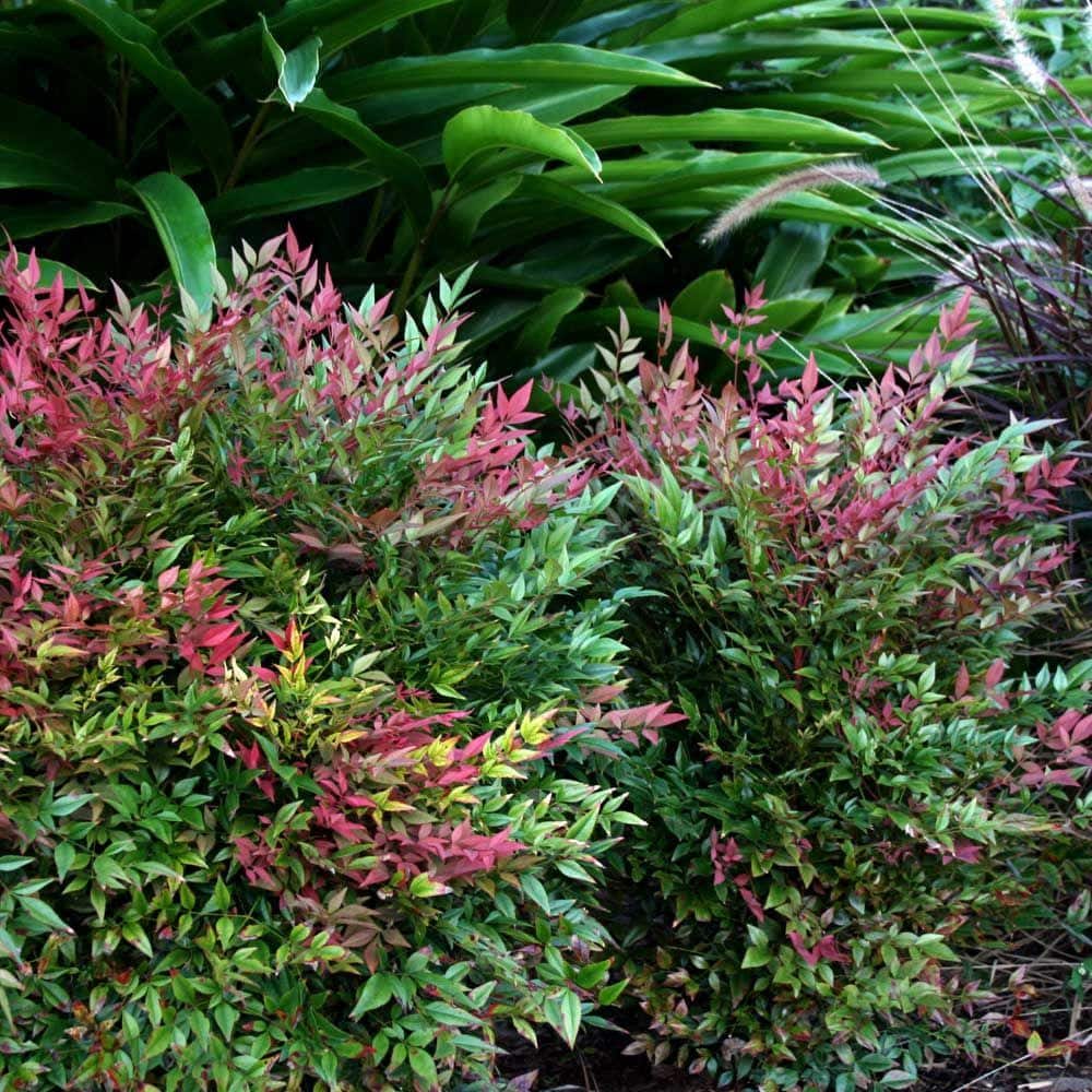 1.5 Gal. Obsession Nandina, Live Evergreen Shrub, Brilliant-Red New Foliage - Hercitys