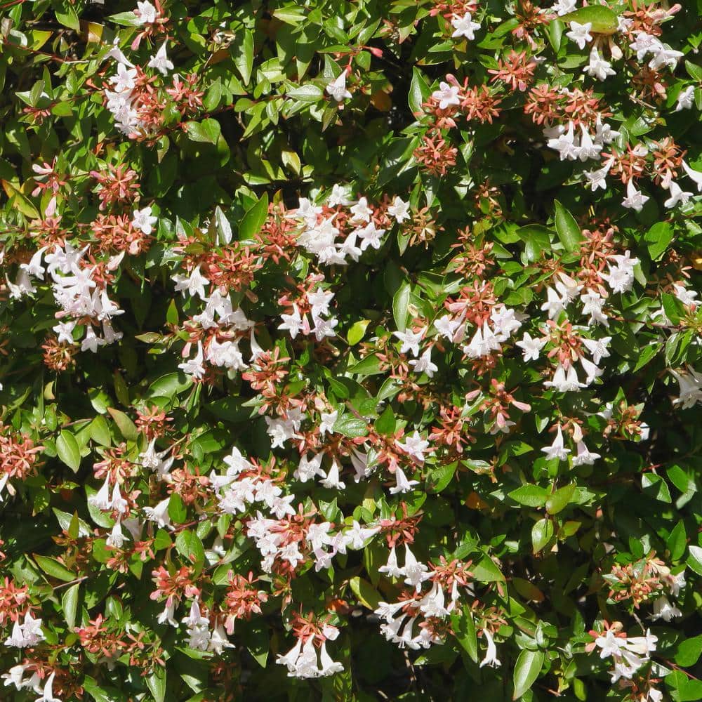 2.25 Gal. Abelia Rose Creek Flowering Shrub with White Blooms - Hercitys
