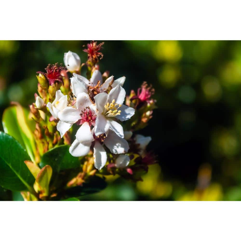 #5 Container Indian Hawthorn Shrub - Hercitys
