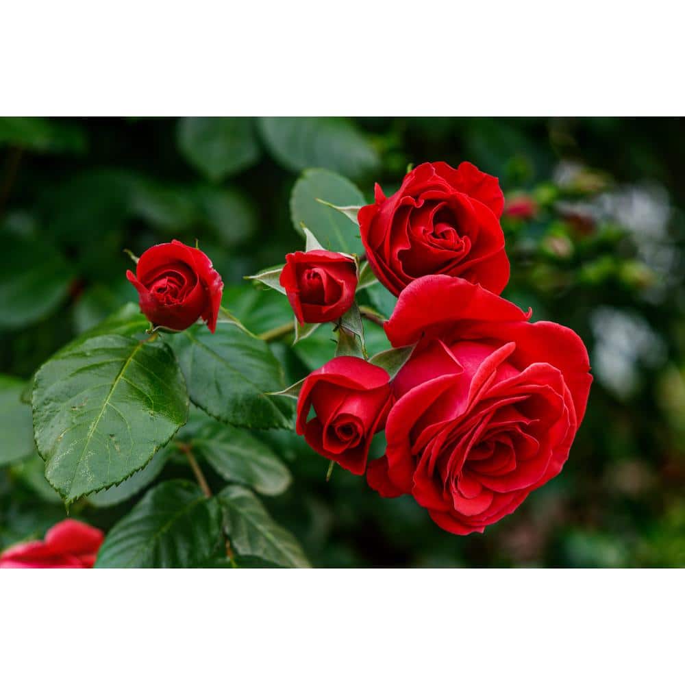 1 Gal. Red Empress Brindabella Live Rose with Red Flowers (1-Pack) - Hercitys