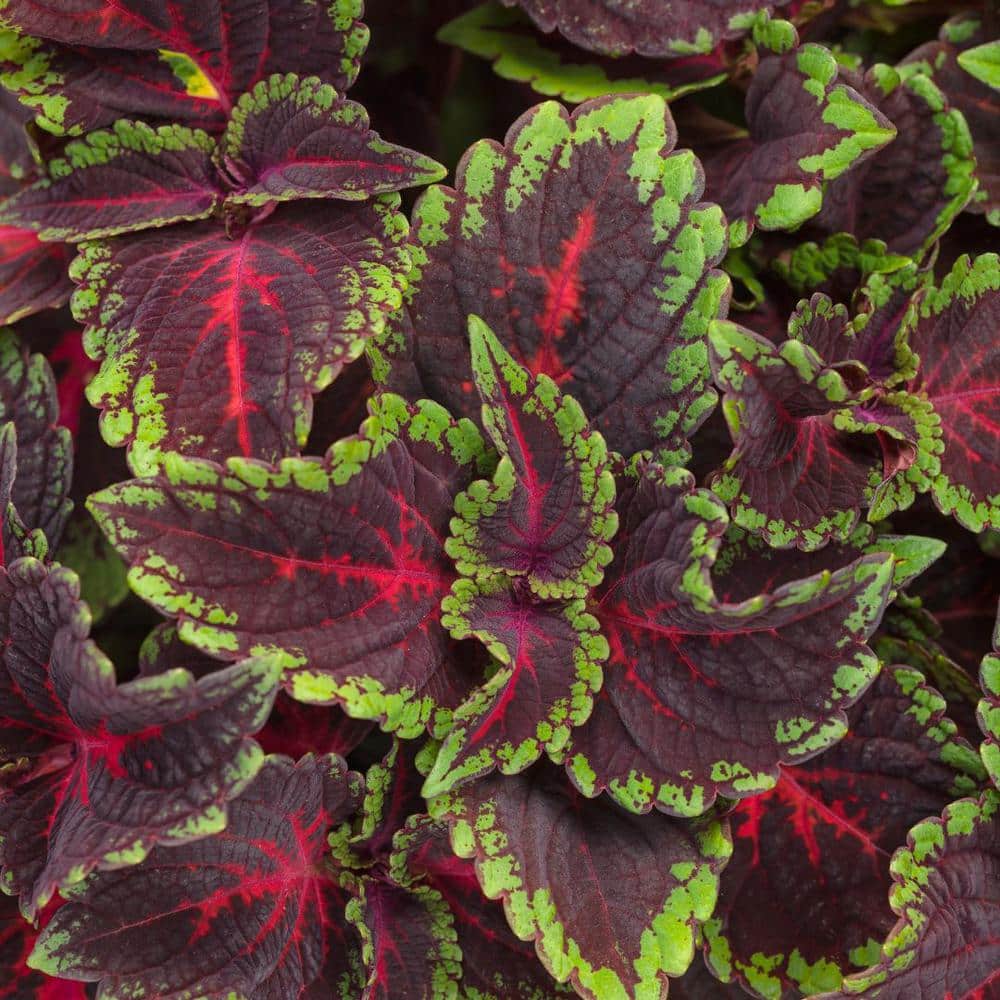 4.25 in. Eco+Grande ColorBlaze Torchlight Coleus (Solenostemon) Live Plant, Maroon and Green Foliage (4-Pack) - Hercitys