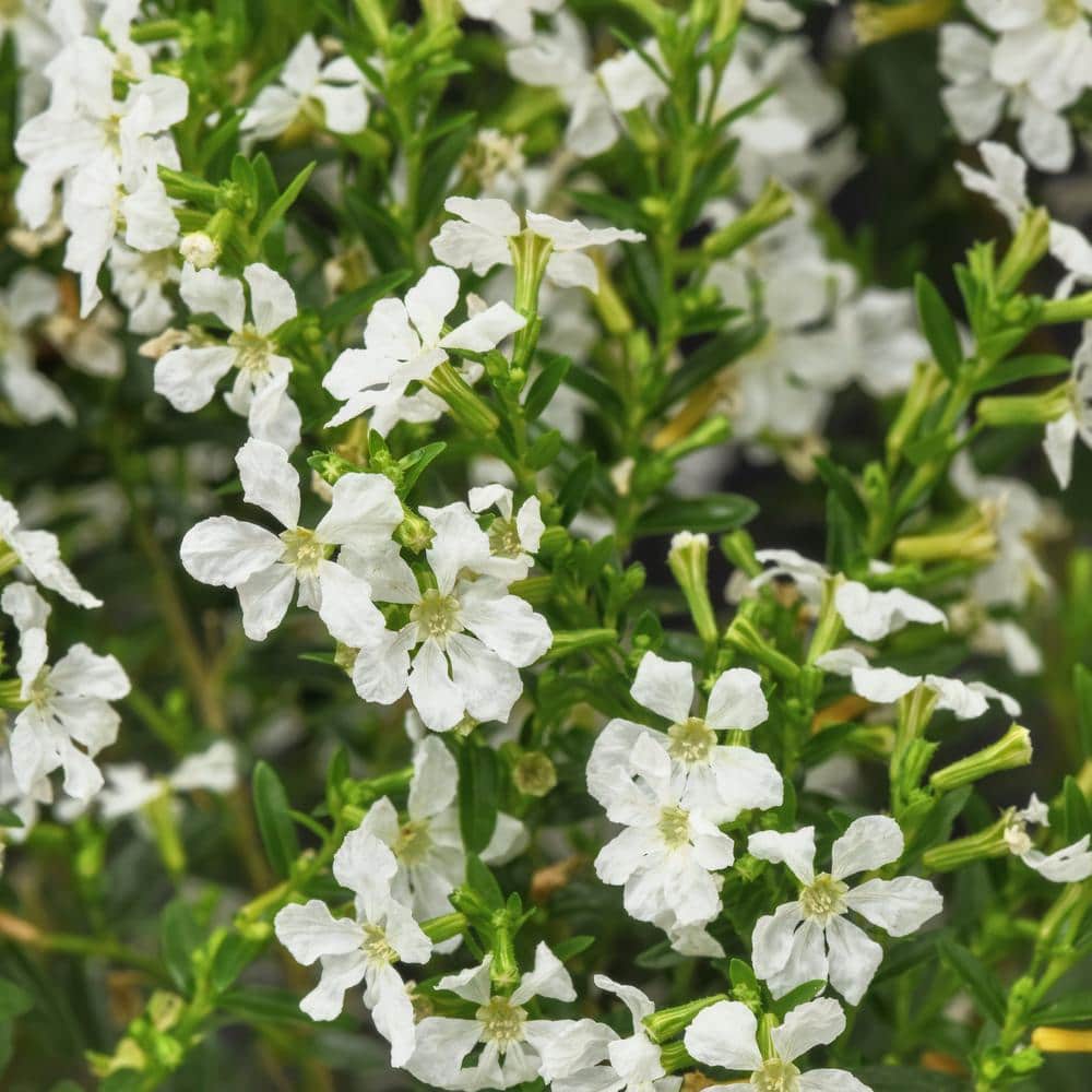 2.5 in. Cuphea Enchantia White Perennial Plant with White Flowers (3-Pack) - Hercitys