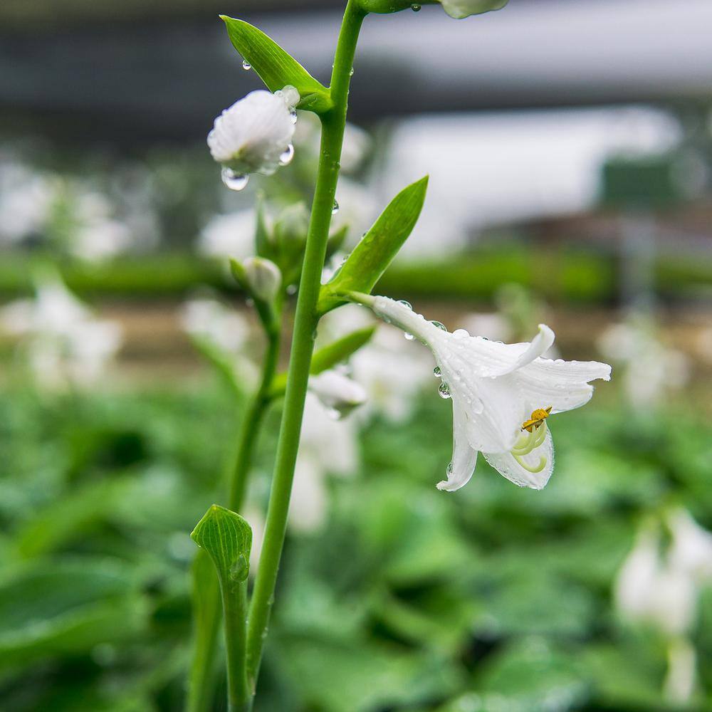 1 Gal. Halcyon Hosta – 2 Pack - Hercitys