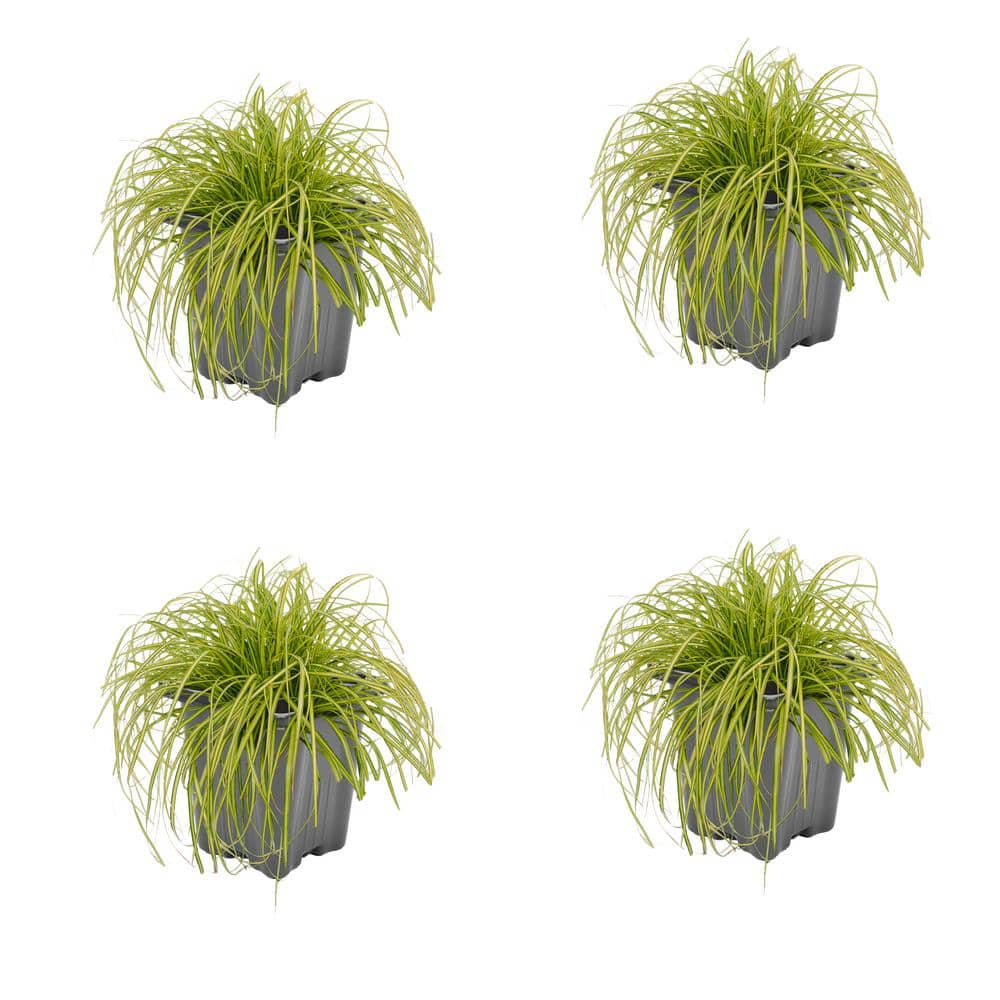 1.0 QT. Grass Carex oshimensis Eversheen (4-Pack) - Hercitys