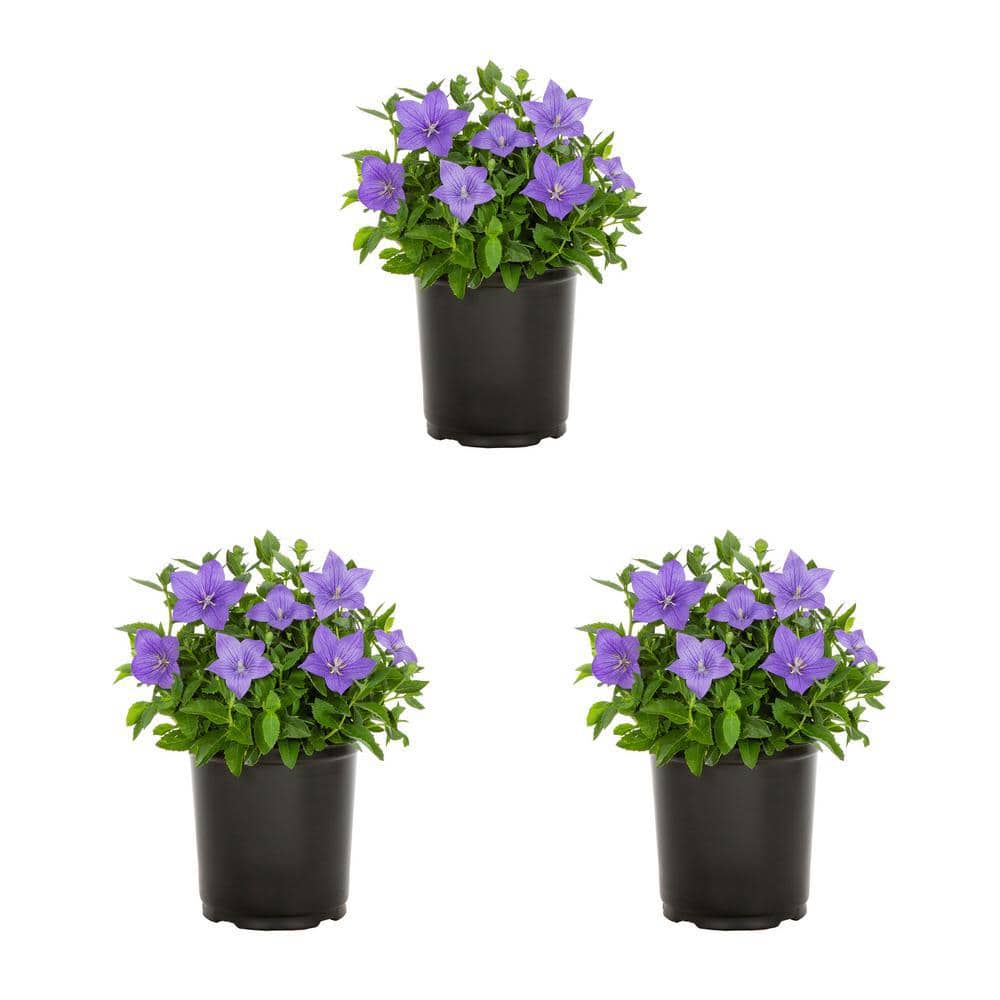 2 Qt. Platycodon Twinkle Blue Perennial Plant (3-Pack) - Hercitys