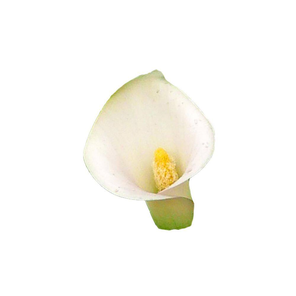 2.5 Qt. Perennial Calla Lily White (2-Pack) - Hercitys