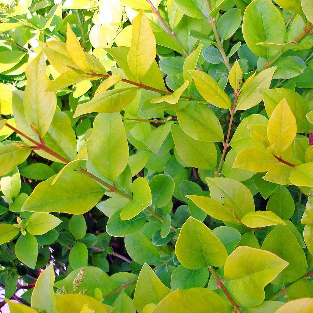 2.25 Gal Golden Privet Ligustrum Vicaryi Live Shrub with Golden Yellow Foliage - Hercitys