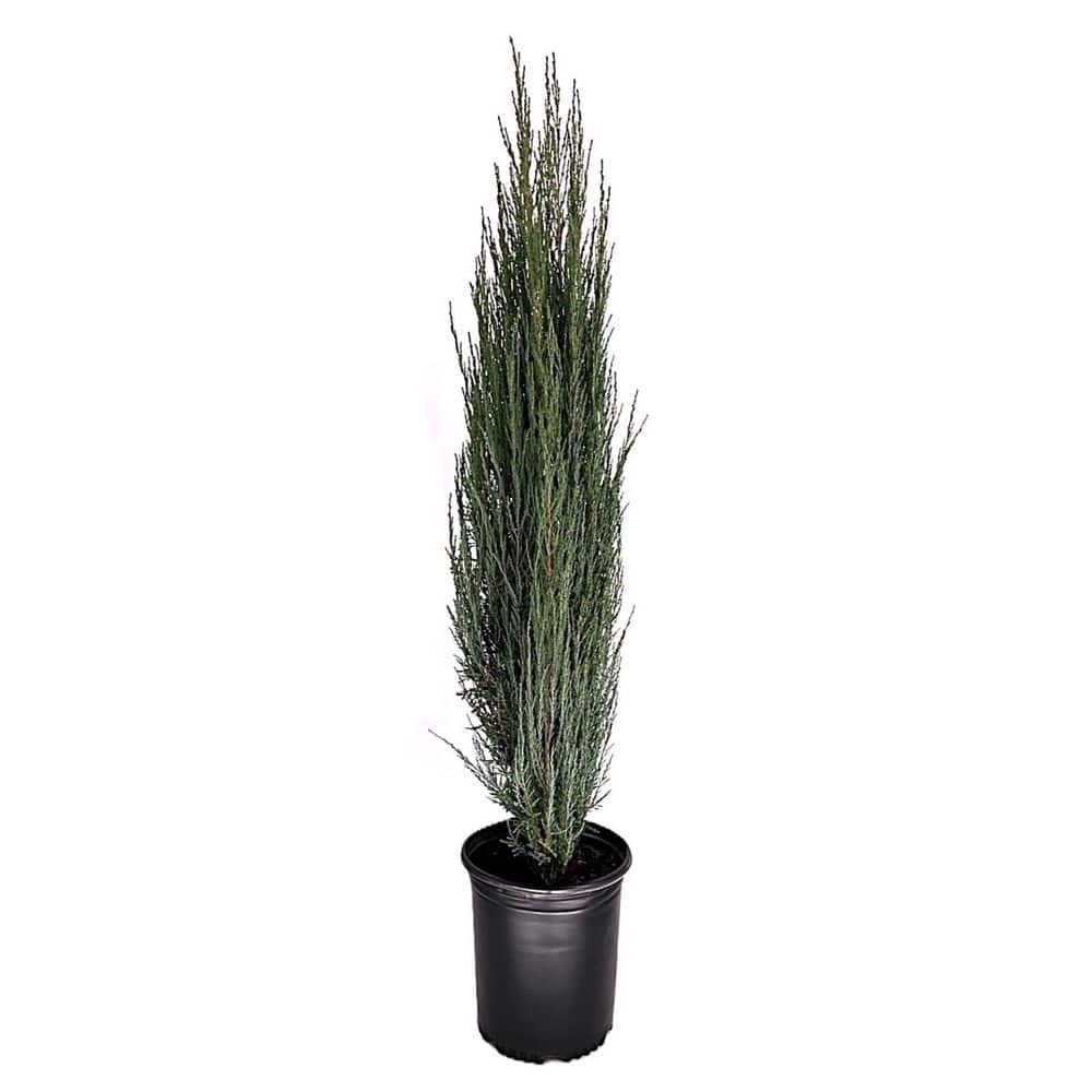 3.58 Gal. Blue Arrow Juniper (Juniperus Blue Arrow) Narrow Evergreen Shrub (1-Each) - Hercitys