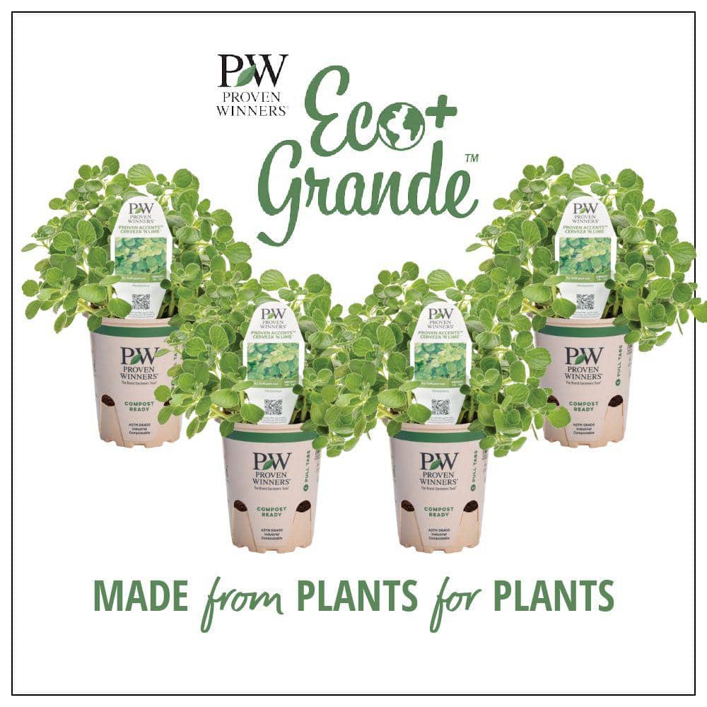 4.25 in. Eco Plus Grande, Cerveza ‘N Lime Live Annual Plant, Green Flowers (4-Pack) - Hercitys