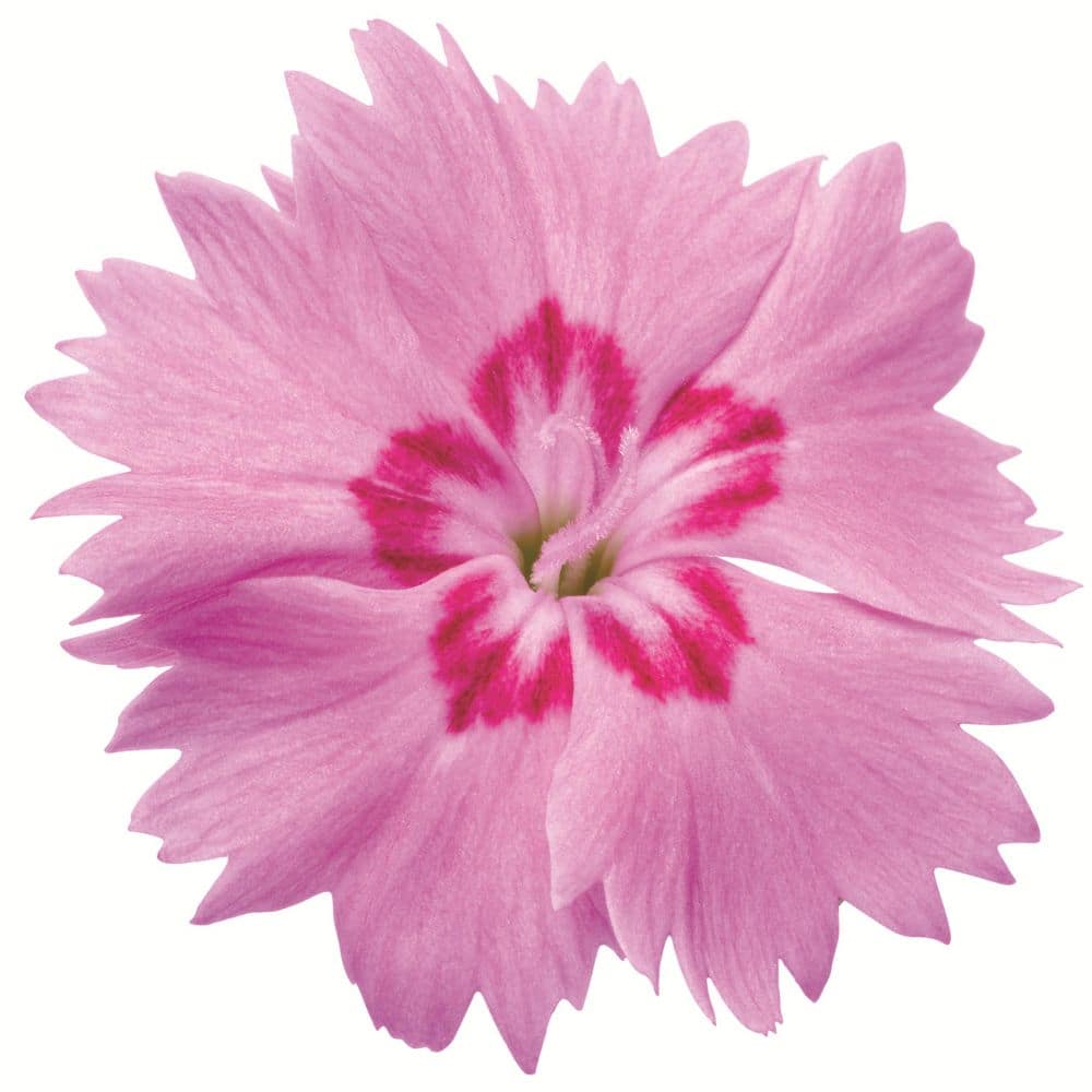 0.65 Gal. Paint the Town Fancy Pinks (Dianthus Hybrid) Live Perennial Plant with Pink Flowers - Hercitys