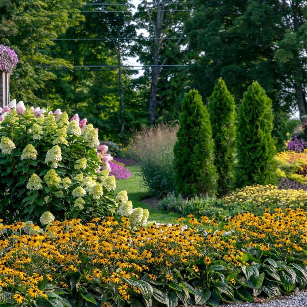 0.65 Gal. Mega Millions Black-Eyed Susan (Rudbeckia Fulgida) Live Perennial Plant with Yellow Flowers - Hercitys