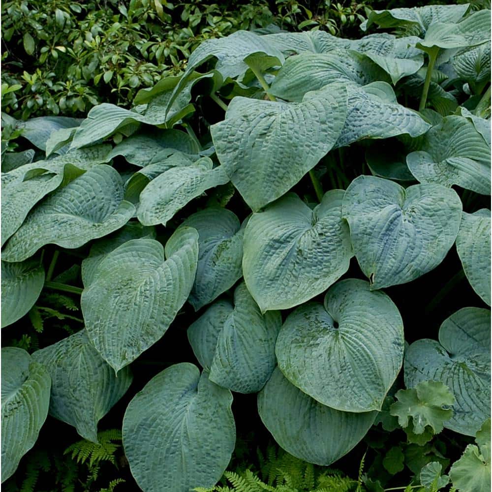 2 Gal. Green Hosta Live Flowering Shade Perennial Plant - Hercitys