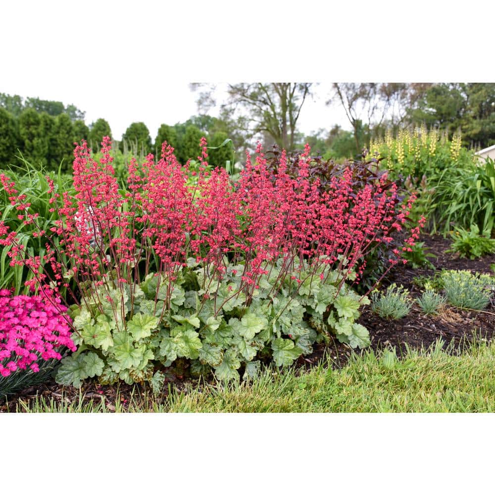 4.5 in. Qt. Dolce Spearmint Coral Bells (Heuchera) Live Plant in Pink Flowers and Silvery Green Foliage - Hercitys