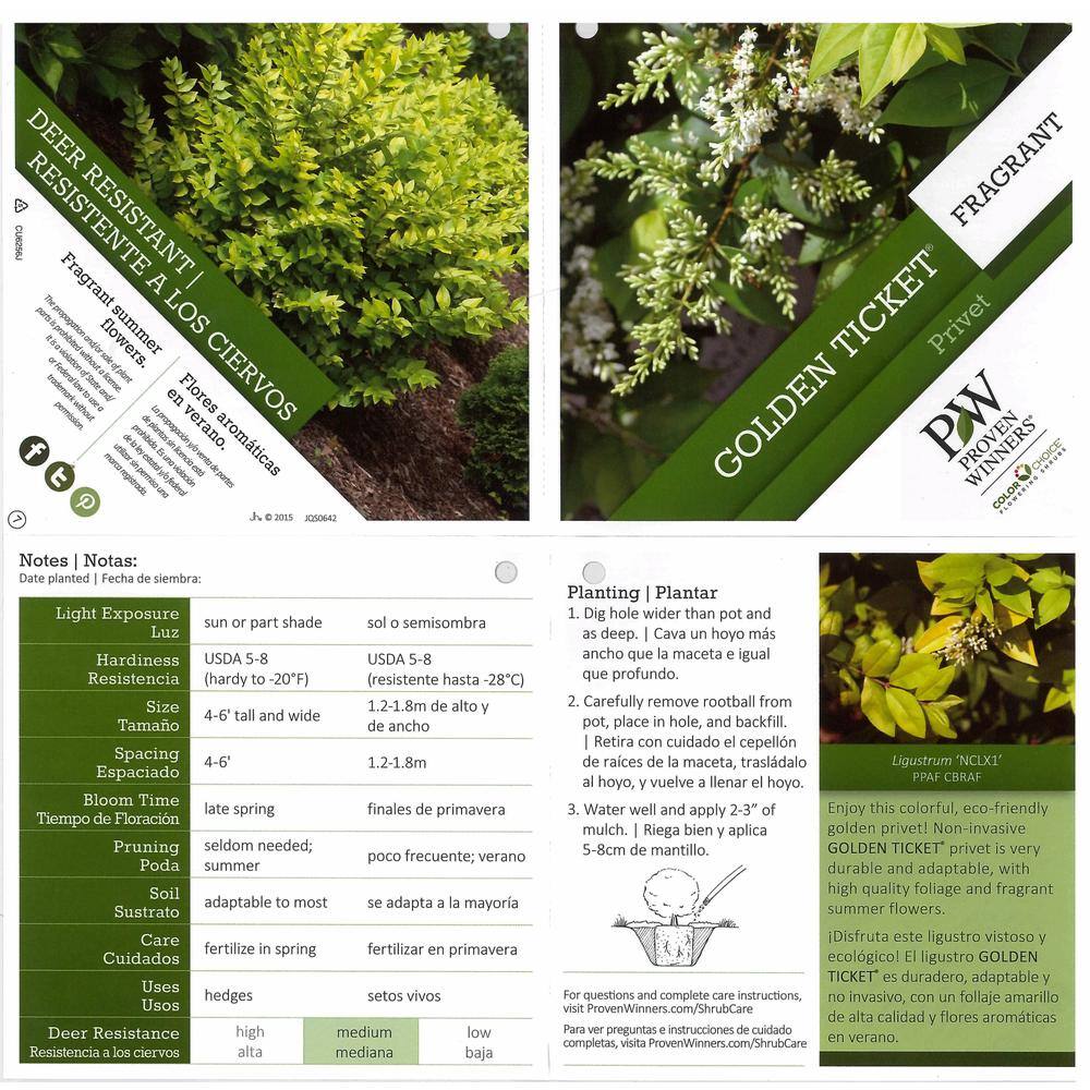 1 Gal. Golden Ticket Privet (Ligustrum) Live Shrub, White Flowers and Yellow Foliage - Hercitys