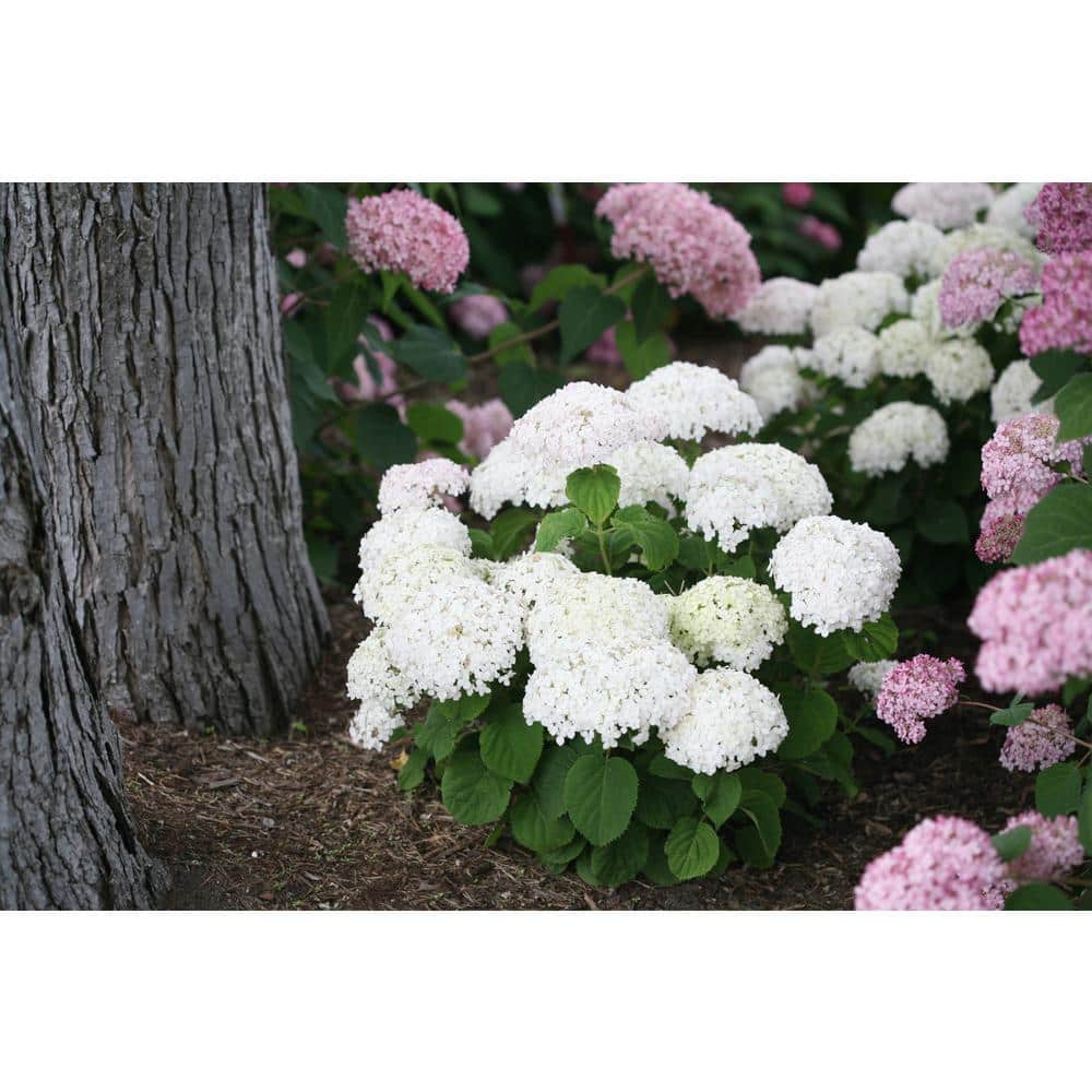 4.5 in. Qt. Invincibelle Wee White (Smooth Hydrangea) Live Shrub White Flowers - Hercitys