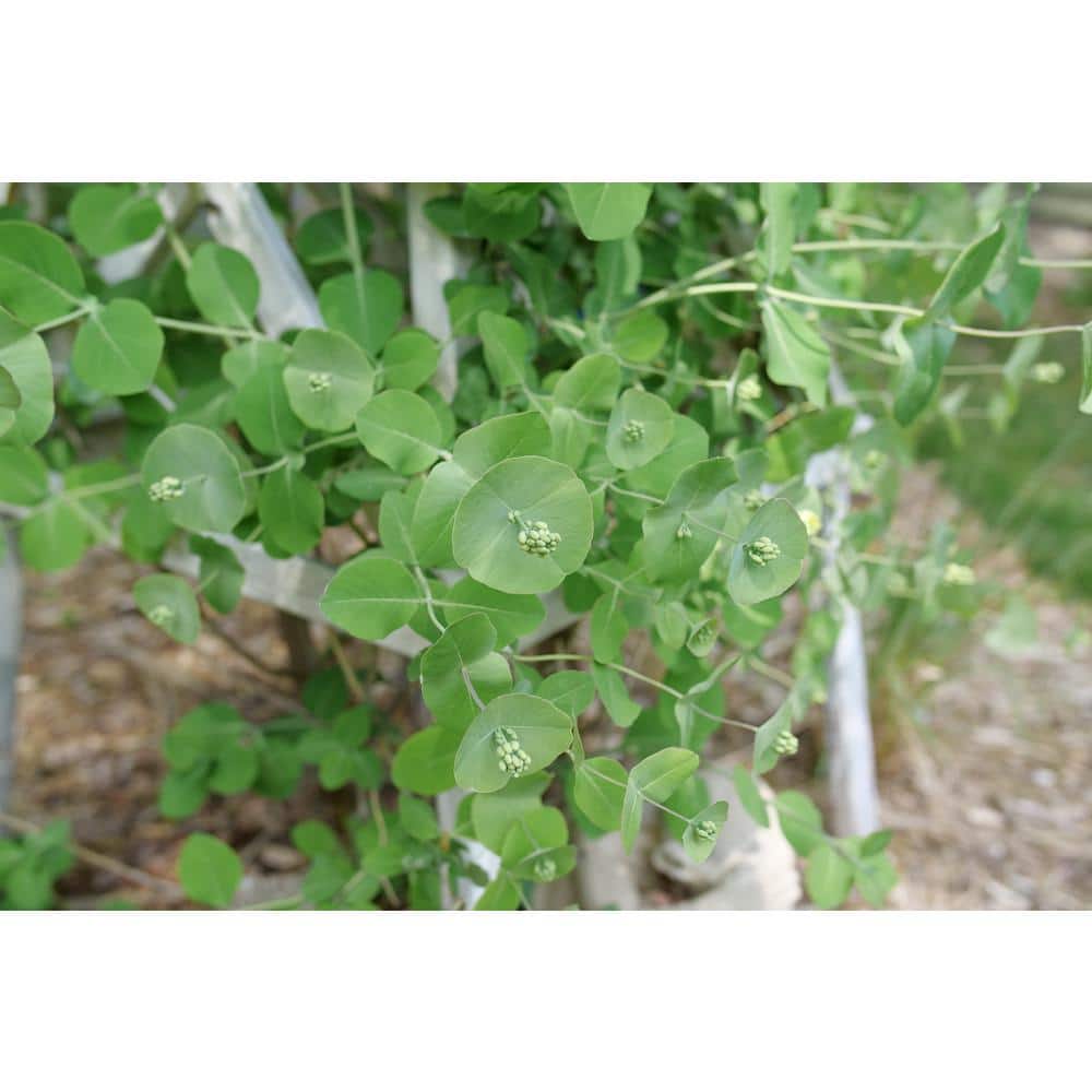 1 Gal. Kintzley’s Ghost Honeysuckle (Lonicera Reticulata) Live Flowering Shrub with Yellow and White Flowers - Hercitys
