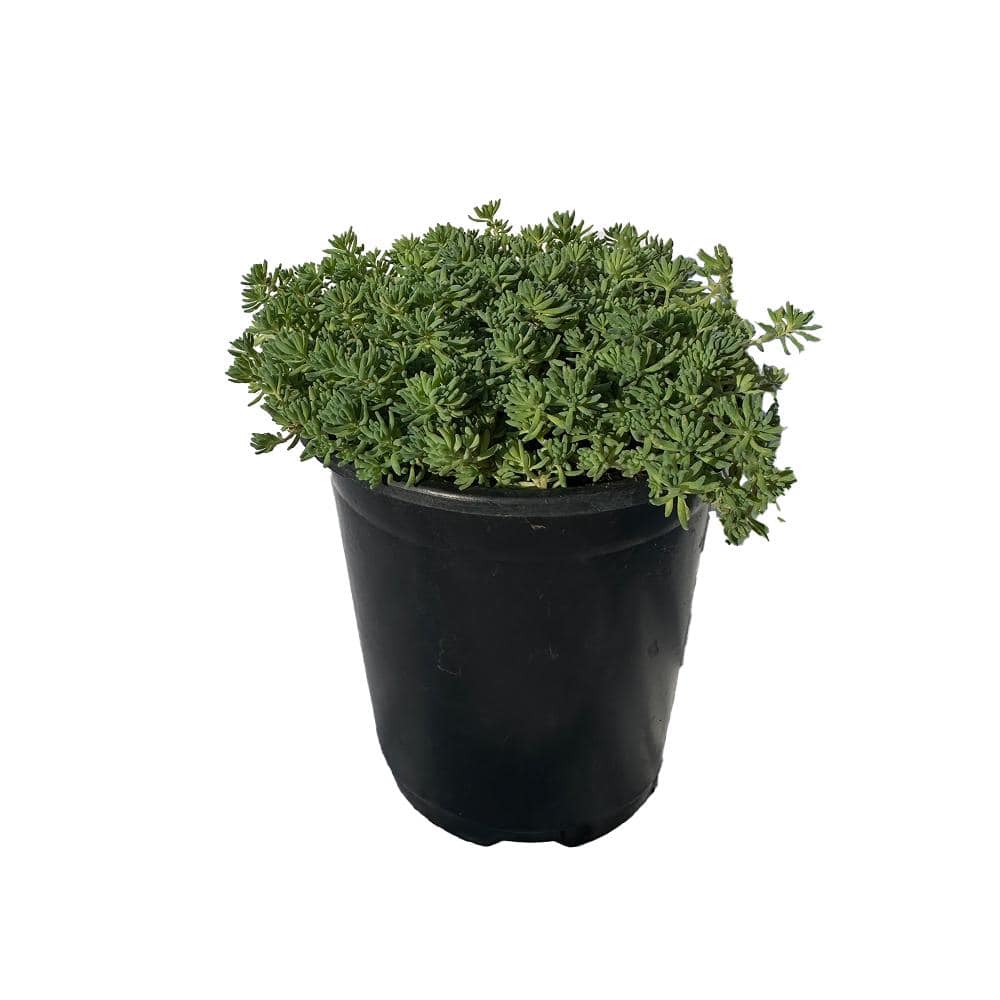 4 in. D x 3.5 in. H Non-Fragrant Sedum Blue Carpet with Pink Flowers (5-Pack) - Hercitys