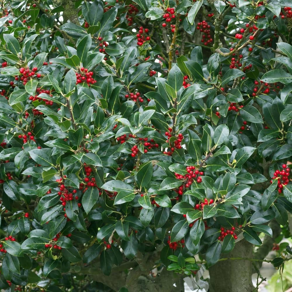 2.25 Gal. Holly Needlepoint Shrub - Hercitys