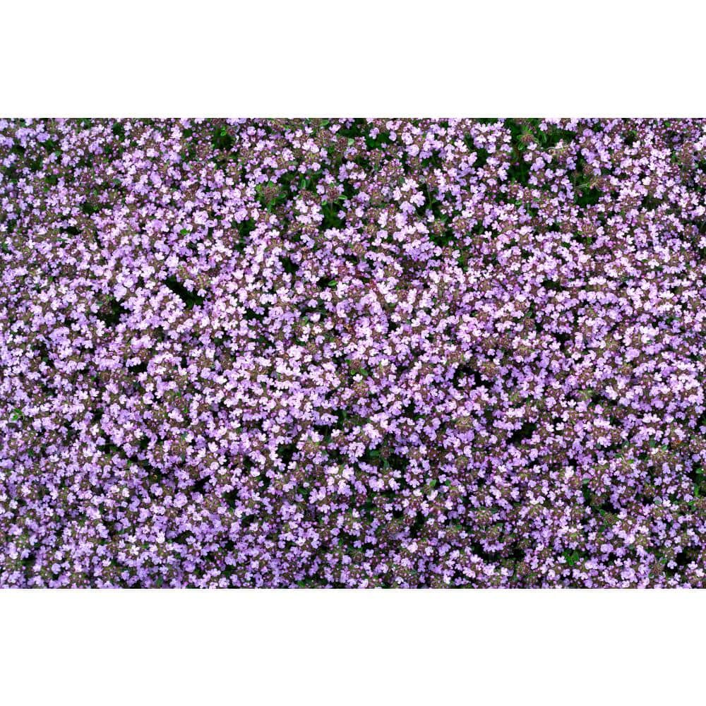 1 Gal. Pink Chintz Creeping Thyme (Thymus Serpyllum) Live Flowering Full Sun Perennial Groundcover Plant - Hercitys