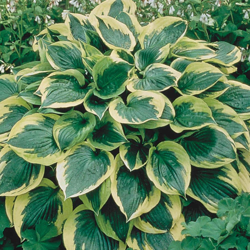 3 Gal. Pot, Robert Frost Hosta Deciduous Perennial Plant (1-Pack) - Hercitys