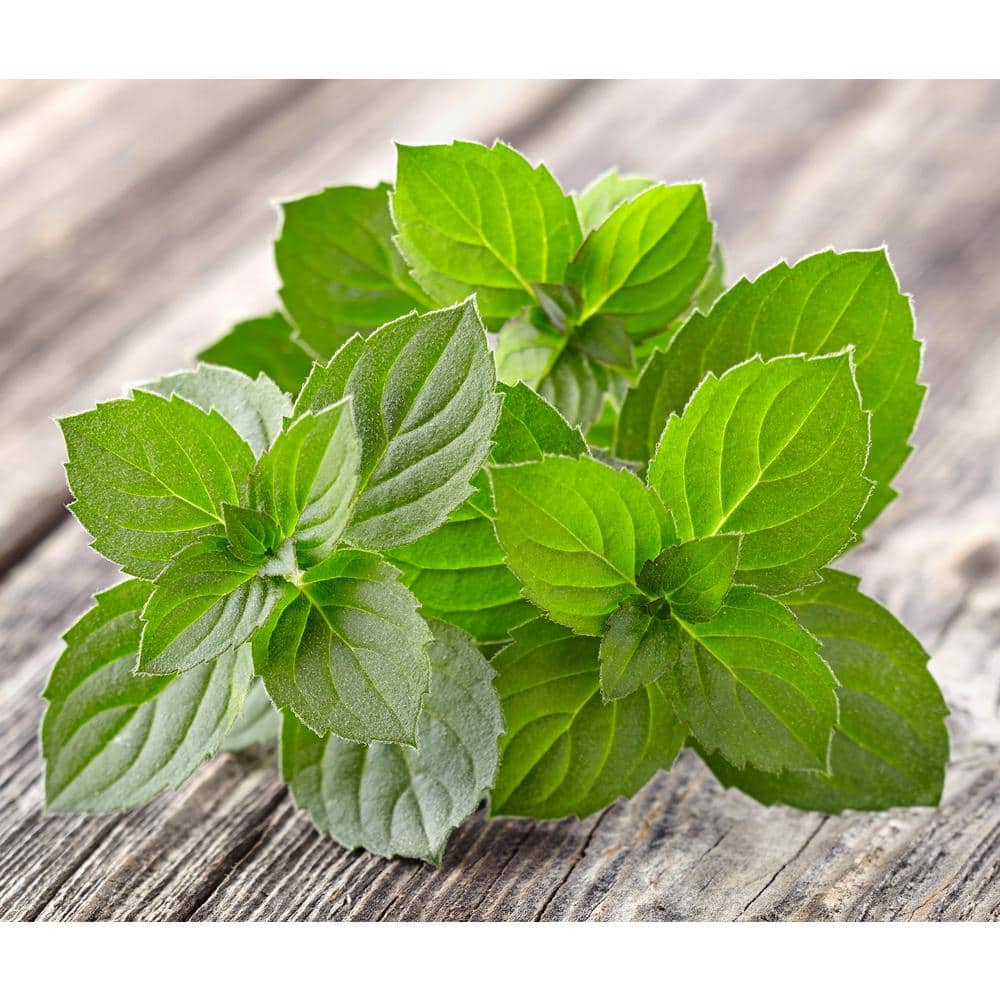 4 in. Spearmint Herb Plant (3-Piece) - Hercitys