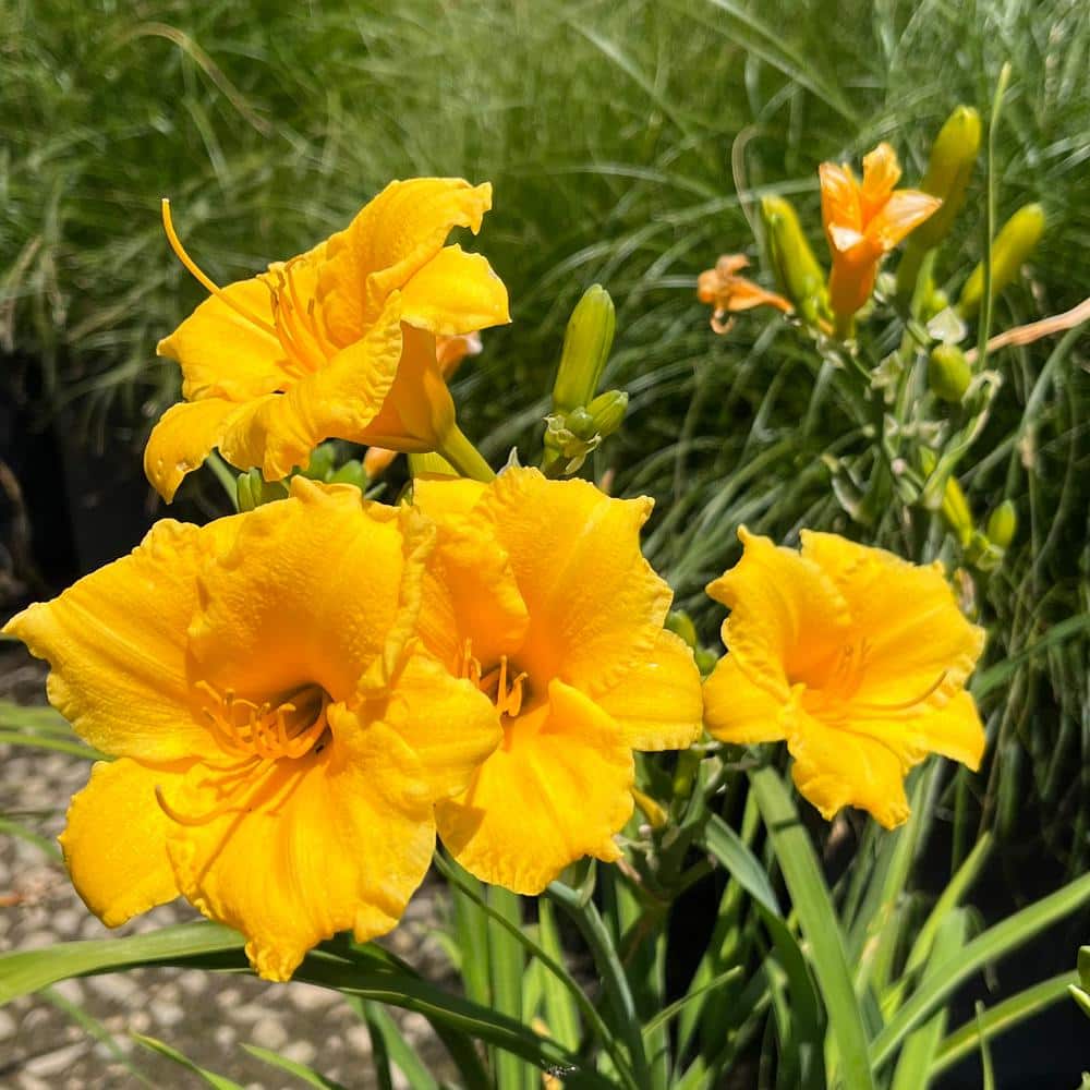 #1 Container Stella De Oro Dwarf Yellow Daylily Perennial Plant (4-Pack) - Hercitys