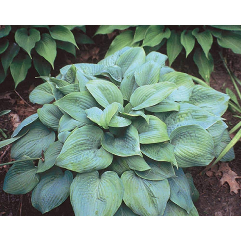 2.5 Qt. Blue Hosta Live Flowering Shade Perennial Plant - Hercitys