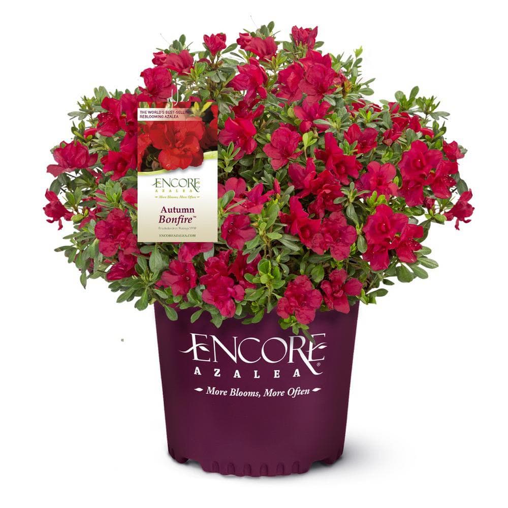 3 Gal. Autumn Bonfire Reblooming Azalea Shrub with Red Flowers - Hercitys