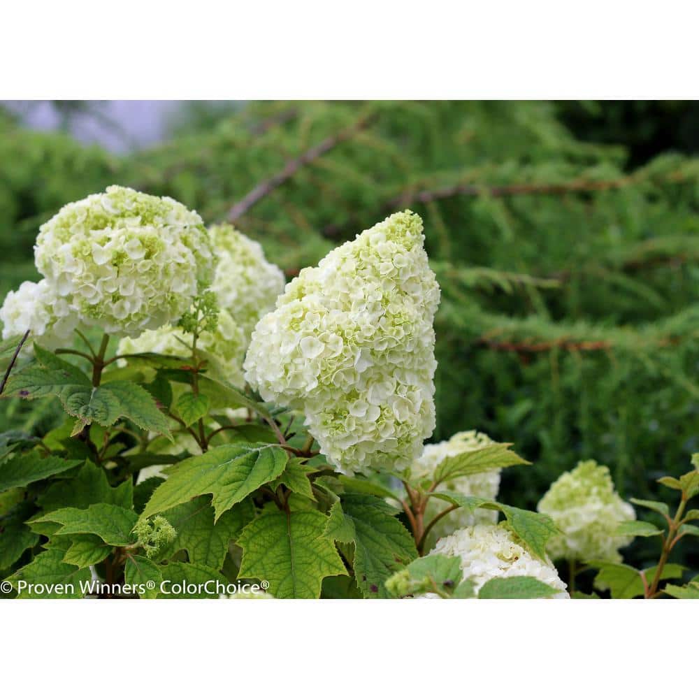 1 Gal. Gatsby Moon Oakleaf Hydrangea (Quercifolia) Live Shrub, White to Green Flowers - Hercitys