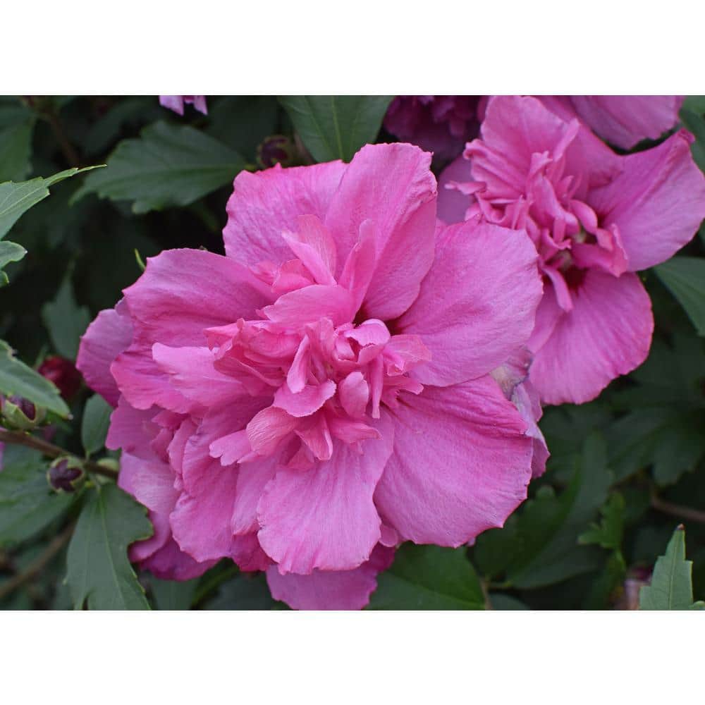 1 Gal. Lucy Rose of Sharon Hibiscus Shrub Unique Ruffled Pink Flowers, Among the Toughest Flowering Shrubs - Hercitys