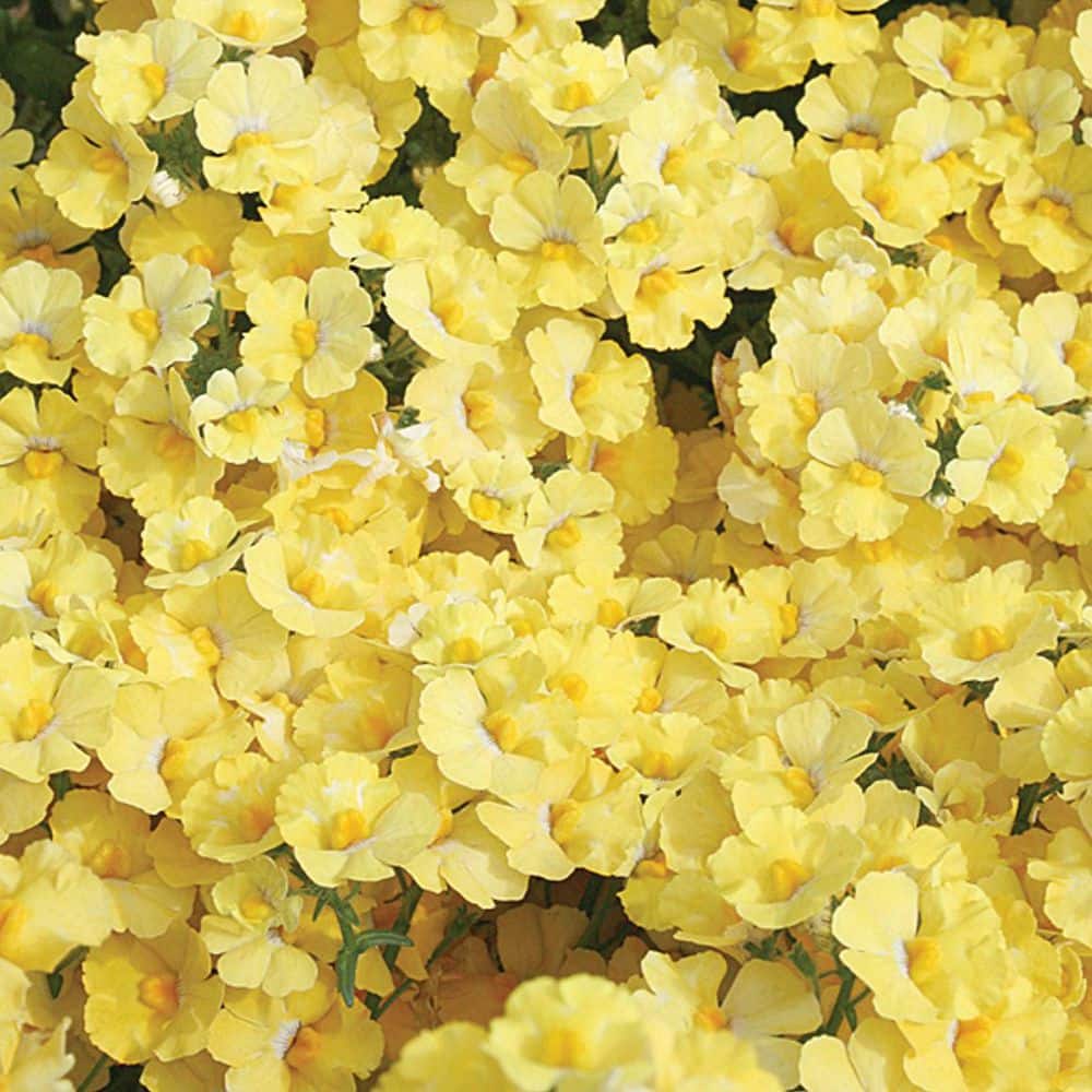 4.25 in. Eco+Grande Sunsatia Lemon (Nemesia) Live Plant, Yellow Flowers (4-Pack) - Hercitys
