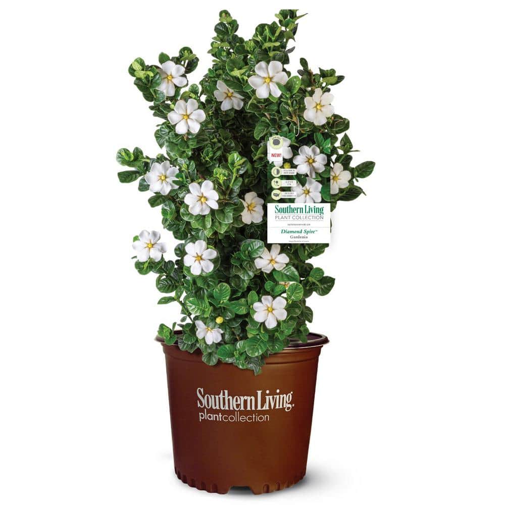 2 Gal. Diamond Spire Gardenia Shrub with Fragrant White Flowers - Hercitys