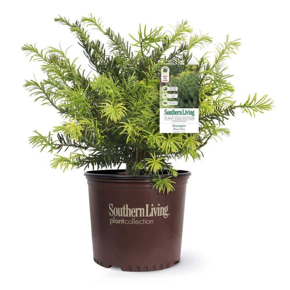 2 Gal. Plum Yew Yewtopia, Live Evergreen Shrub, Dark Green Needled Foliage - Hercitys