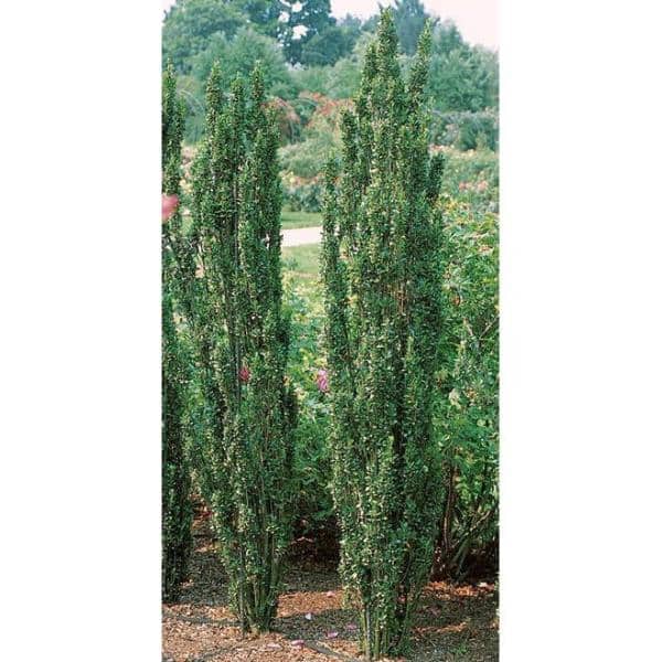 1 Gal. Sky Pencil Japanese Holly Shrub Columnar Evergreen Especially Elegant in Containers and as Hedges - Hercitys