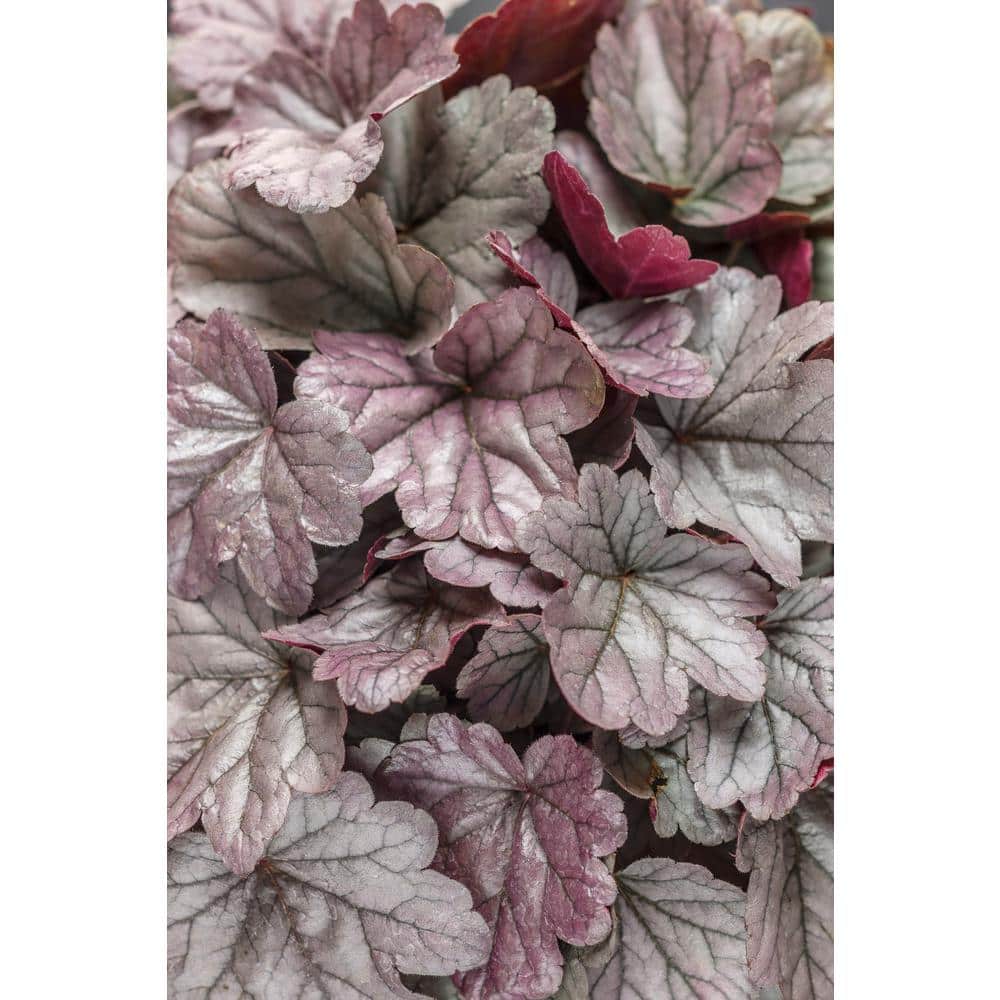 0.65 Gal. Dolce Silver Gumdrop Coral Bells Heuchera Live Plant, Silver Foliage and Pink Flowers - Hercitys