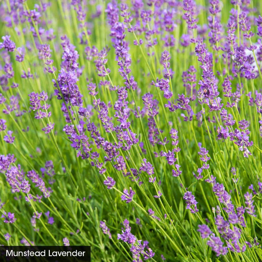1 Gal. Pot Munstead Lavender Flowering Perennial Plant (1-Pack) - Hercitys