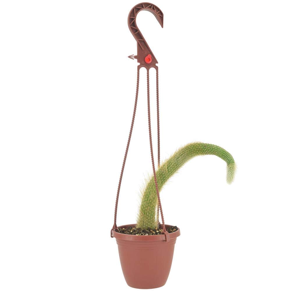 4 in. Monkey Tail Cactus in Brown Plastic Hanging Basket - Hercitys