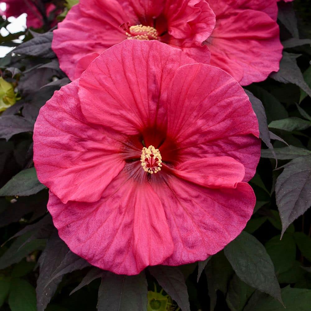 2 Gal. Summerific Evening Rose Rose Mallow (Hibiscus Hybrid) Live Perennial Plant with Pink Flowers - Hercitys