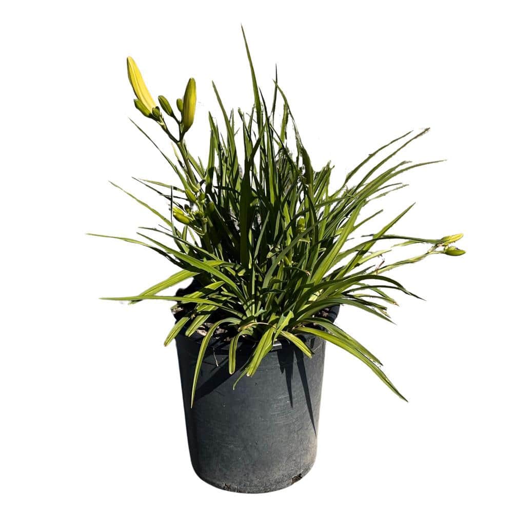 #5 Container Orange Daylily Plant - Hercitys