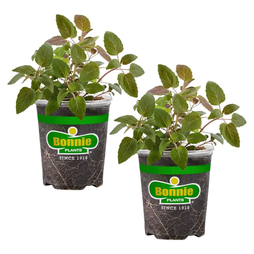 19.3 oz. Bee Balm Plant, (2-Pack) - Hercitys